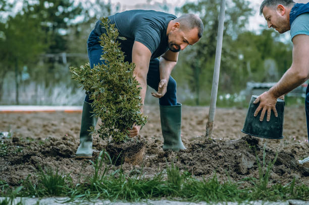 Professional Tree Services in Antelope, CA