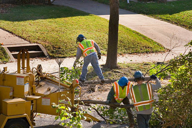 Best Organic Lawn Care Solutions  in Antelope, CA
