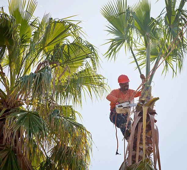 Tree and Shrub Care in Antelope, CA